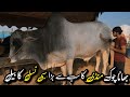 Biggest Sibbi Bull In | Bhatta Chowk Mandi 2026 | Latest Update | i12 Mandi 2026