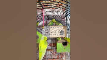 #سورة_الإنفطار #المصحف #قرآن #المعيقلي #العراق #مصر #السعودية #طيور #بادجي #kuran #birds #budgies