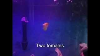 Bubble Belly Mollies