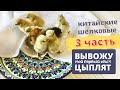 Вывожу цыплят🐣! ВЫЛУП🥳!!! Часть 3