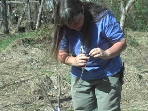 Pruning Trees into Bushes