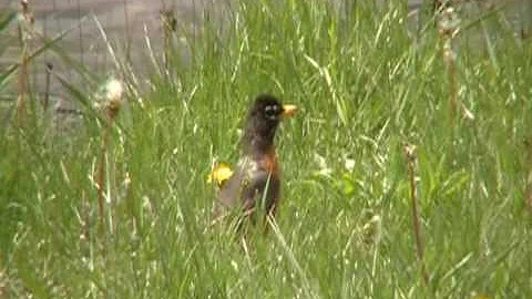 American Robin (Halverson)