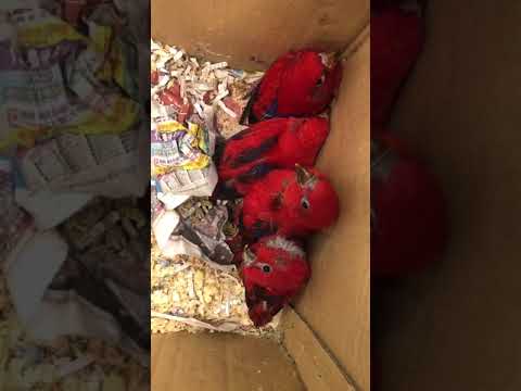 Red lory