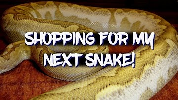 Shopping for my next ball python!