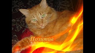 Позитив Забавные животные Создай себе хорошее настроение Позитив Забавные животные Создай себе хорошее настроение