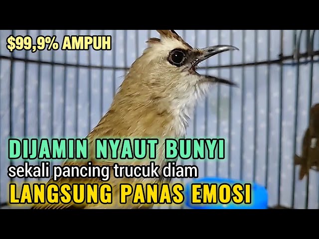 TRUCUKAN GACOR Ropel Panjang Buat PANCINGAN TRUCUKAN Agar Bunyi Jadikan BURUNG TRUCUK Gacor EMOSI class=