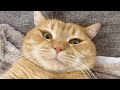 「あっ（察し）、、これダメなやつだ。」全てをあきらめた猫-A cat that gave up escape-