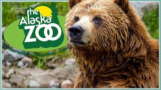 Let's Explore The Alaska Zoo! | Zoo Tour