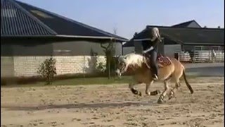 HAFLINGER NICO - REINING TRAINING - SLIDING STOP