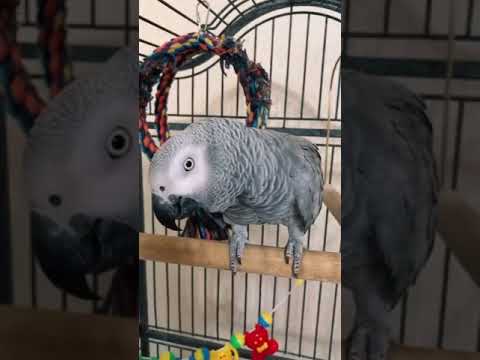 Papagaio-cinzento ou Papagaio-do-congo