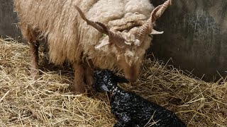 Racka Sheep Giving Birth, For The First Time Racka Schaap Die Voor Het Eerst Bevalt.