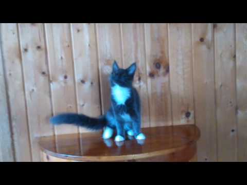 20170417032044 a09808f2c8 gif 2 mp4 com