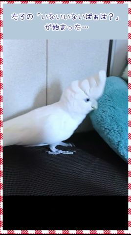 たろちゃんが「いないいないばぁ」を言い始めるとしつこいんだよ…😆 Once Taro starts talking