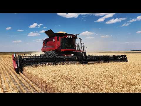 1st Day of Harvest! BIG YIELDS!