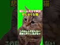 猫ミーム元ネタ解説悲しそうな猫#short