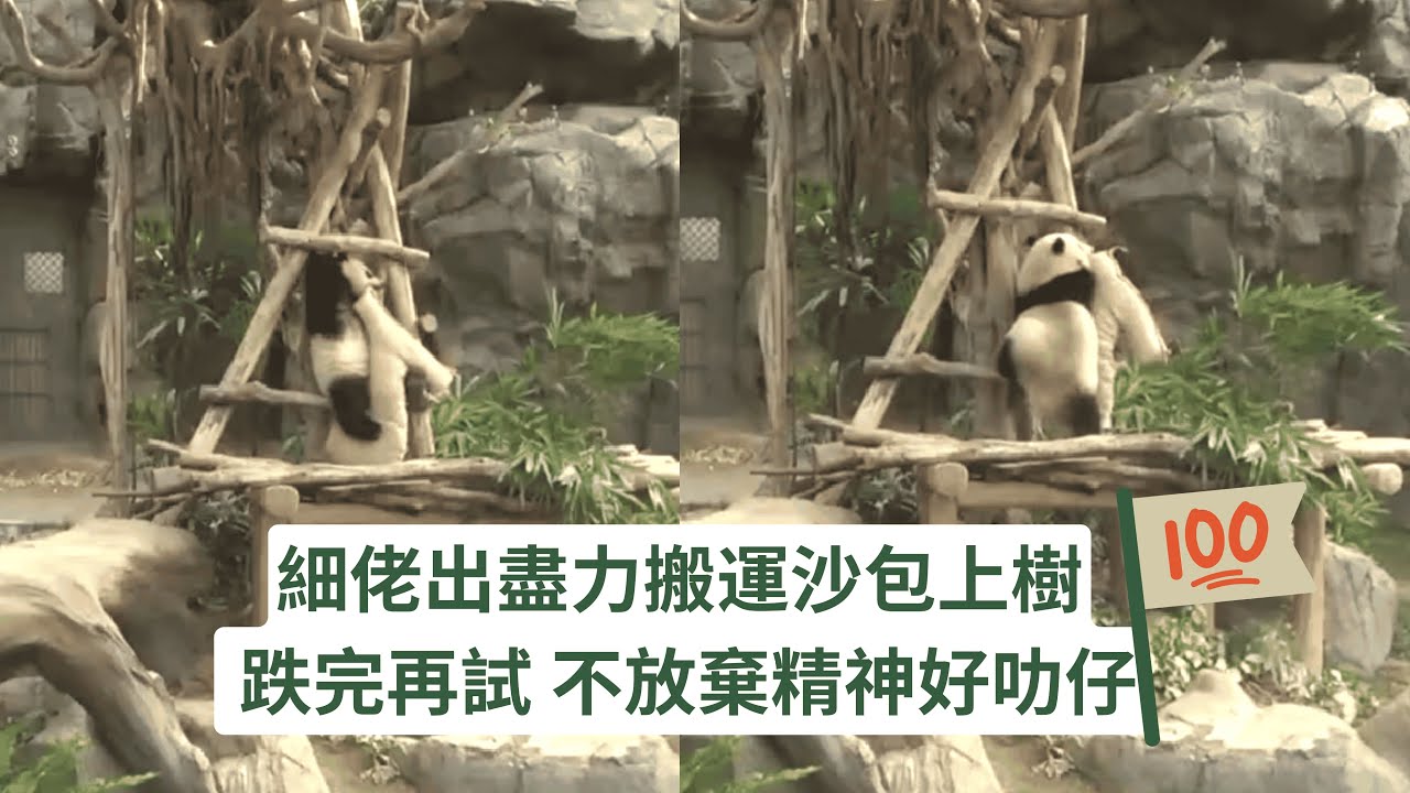 細佬再一次努力搬運沙包上樹 跌完再試 不放棄精神好叻仔👍下次一定成功 