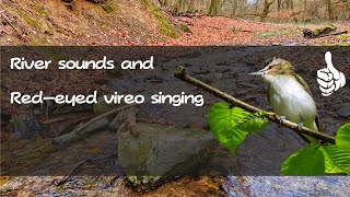 The singing of a Red-eyed vireo and the sound of a stream heals the nervous system and relaxes. by waldirelax 310 views 1 month ago 1 hour, 24 minutes