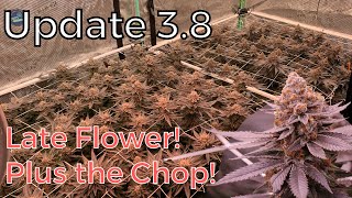 Update 3.8 | BlackCherry Explosion - Late Flower + The Chop