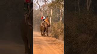 Tourist Ke Upar Tiger Attack Kar Diya #tiger #tigerattack #tourist