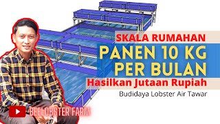 CARA MENCAPAI PANEN 10 KG PERBULAN LOBSTER AIR TAWAR SEBAGAI USAHA SAMPINGAN