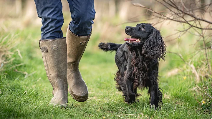 Training a Family Gundog