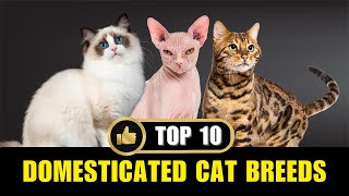 Top 10 Domesticated Cat Breeds