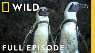Survival of the Smartest (Full Episode) | Secrets of the Penguins | Nat Geo Animals