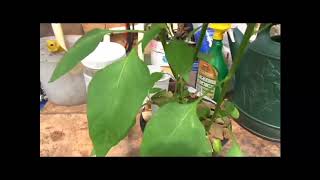 Caloro Pepper, Capsicum Annuum