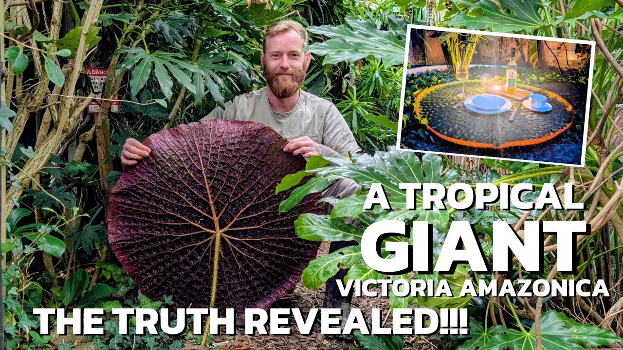 ГИГАНТСКАЯ КУВШИНА — как вырастить её в тропическом саду Великобритании