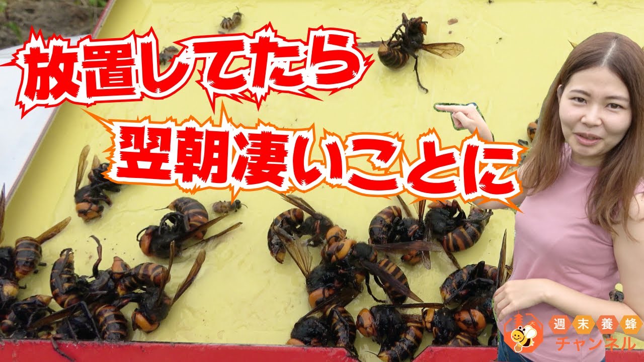 how long does giant hornet sticky sheet trap work? - YouTube