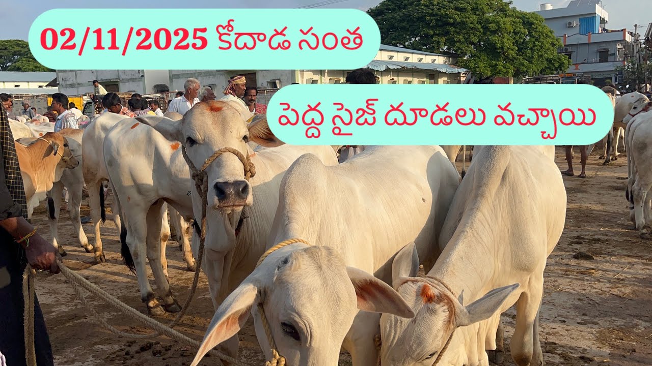 02/11/2025 పెద్ద సైజ్ దూడలతో కళకళలాడిన కోదాడ సంత | Top quality ongole bulls in Kodada 
