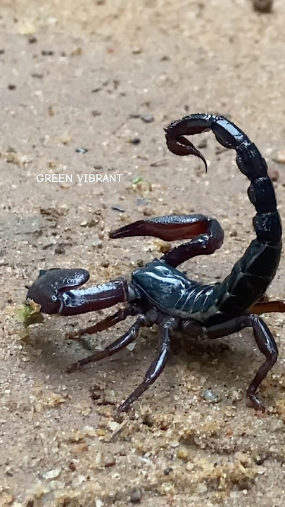 Scorpions are dangerous because they are venomous #shorts