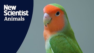 How do parrots swing on a branch?