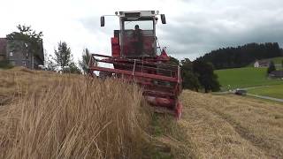 Dinkel dreschen mit Laverda Vollhangdrescher und Emd einführen