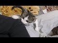 父ちゃんを狩る子猫