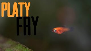 FRY IN THE PLATY TANK by Aaron Lewis 190 views 2 years ago 7 minutes, 34 seconds