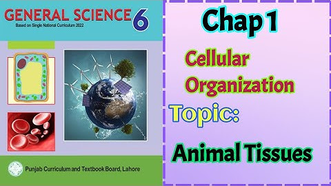 Class 6 Science Chapter 1| animal tissues |6 Class science | cellular organization