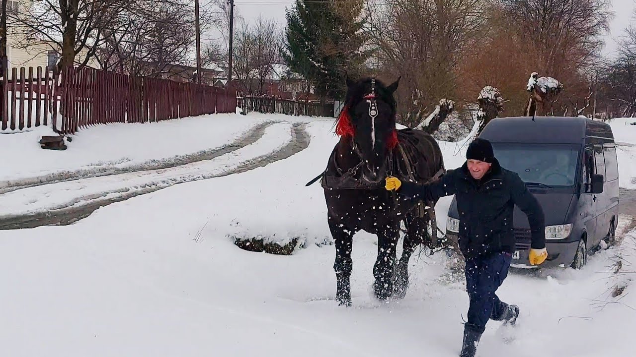 Фараон заміняє МНС🆘️ Хлопці на літніх колесах🛞 PERCHERONS 🔥🔥🔥