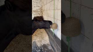 Shetland Pony Eating A Treat