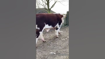 PEDET SIMENTAL SUPER ‼️#sinaugendeng #shorts #viral #cow #animals