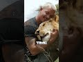 Lions never forgot the man who raised them 🦁❤️ #ytshorts #viral #lions #wholesome