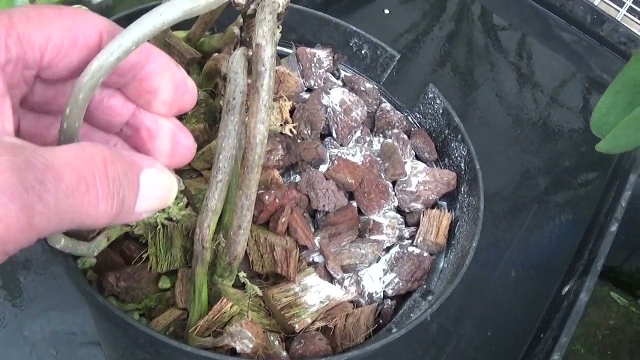 Angraecums.....how i've kept them for years,