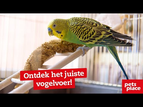 Video: United Pet Group Roept Verschillende Vogelvoer- En Voedingssupplementen Terug