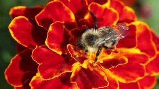 Bumblebee feeding in a flower