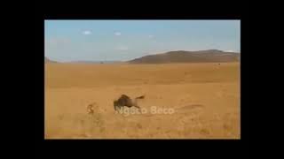 Ironis!! Singa Mati Ditanduk Gerombolan Banteng