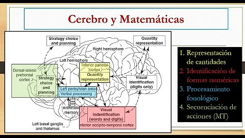 Como o cérebro afeta a discalculia?