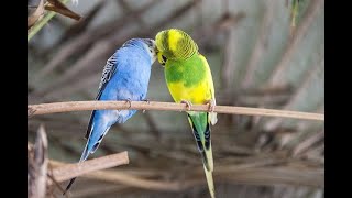 The importance of calcium for budgies
