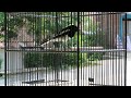 Viral Burung Kacer Ini Suaranya Mirip Seperti Anak Kucing Mp3 - Mp4 Download