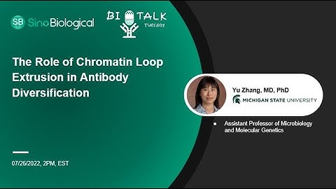The Role of Chromatin Loop Extrusion in Antibody Diversification