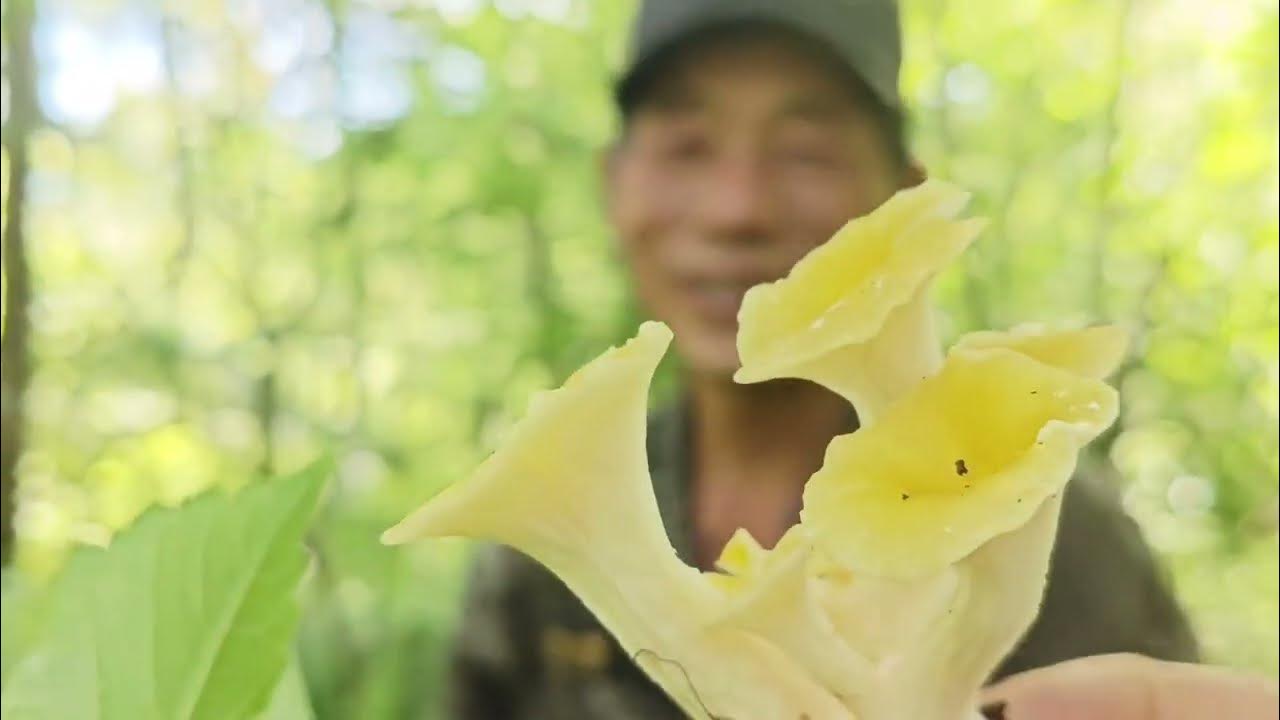 今天采蘑菇喽;老刁家谁回东方红,都得去青山,杨奶奶又整了一桌山珍美味! YouTube